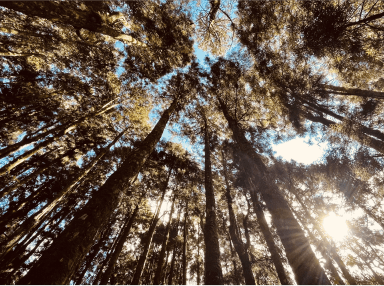 KANO/殖⺠與卑微下醞釀熱⾎苗 