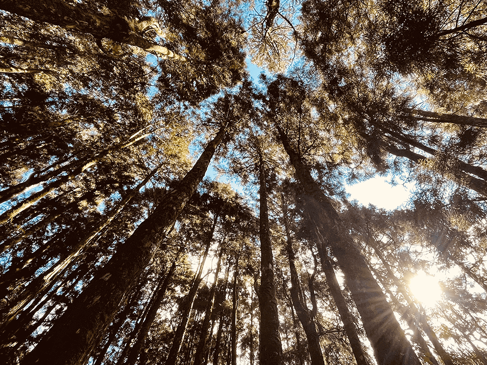 KANO 林業聚落狂想曲：我們是來自臺灣的嘉農啊！